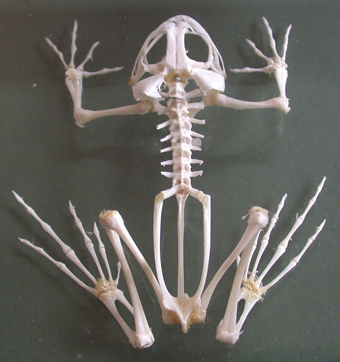 anuran skeleton